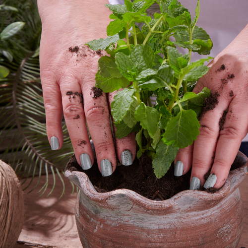 Sage Green - Squoval Press On Manicure